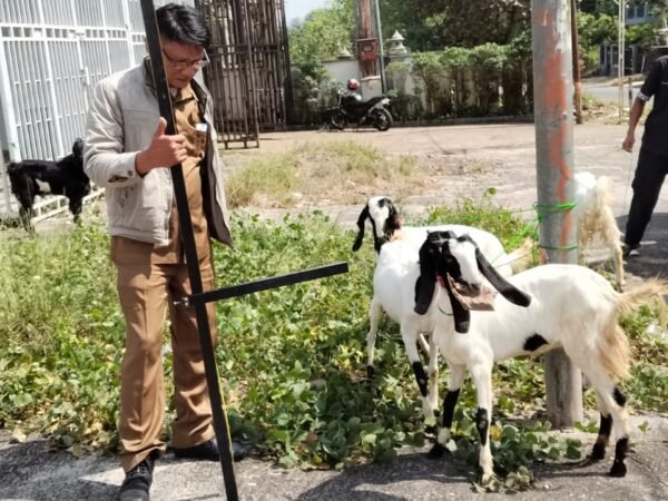 Pasca Banjir Bandang 2024, Warga Saruaso Terima Bantuan Enam Ekor Kambing dari Dinas Peternakan Kabupaten Tanah Datar