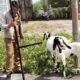 Pasca Banjir Bandang 2024, Warga Saruaso Terima Bantuan Enam Ekor Kambing dari Dinas Peternakan Kabupaten Tanah Datar